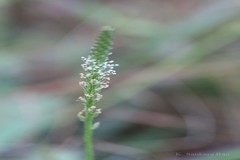 Plantago erosa